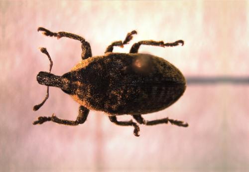 Réf. 133 699 : Larinus scolymi