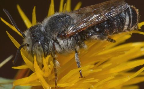 Réf. 133 176 : Megachile sp.