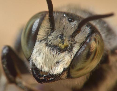 Réf. 133 424 : Megachile sp.