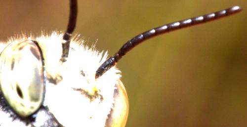 Megachile sp.