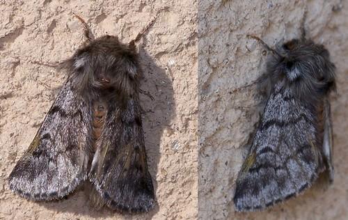 Thaumetopoea pityocampa