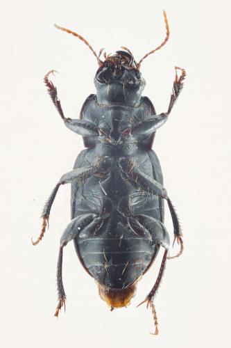 Réf. 133 195 : Harpalus rufipalpis