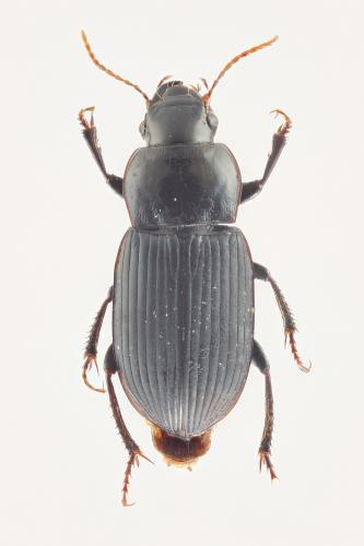 Réf. 133 113 : Harpalus rufipalpis
