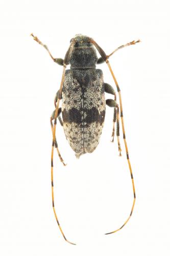 Leiopus femoratus