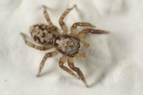 Pseudeuophrys sp.