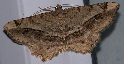 Réf. 133 253 : Chiasmia aestimaria