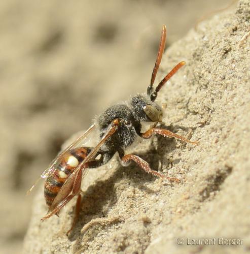 Nomada sp.