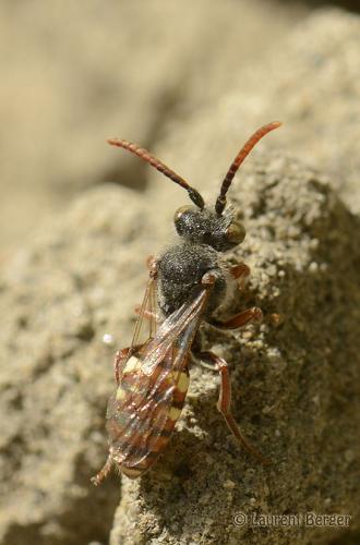 Nomada sp.