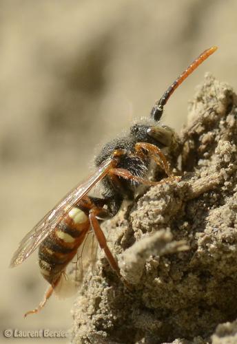Nomada sp.