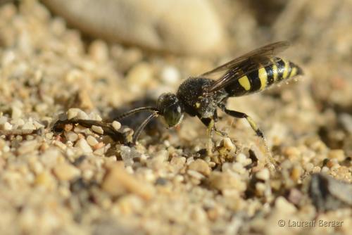Bembecinus hungaricus