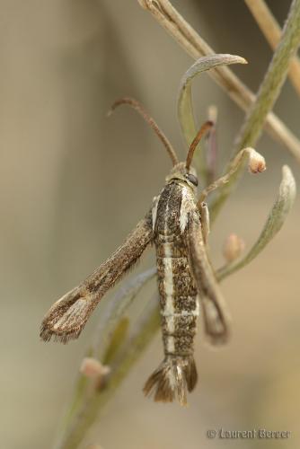 Chamaesphecia leucopsiformis