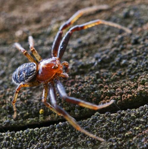 Xysticus sp.
