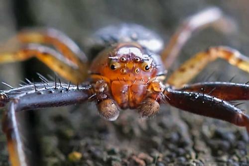Xysticus sp.