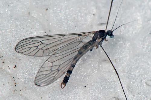 Trichocera annulata