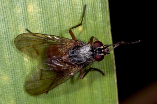 Réf. 133 501 : Phaonia sp.