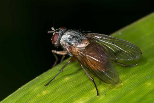 Réf. 133 500 : Phaonia sp.