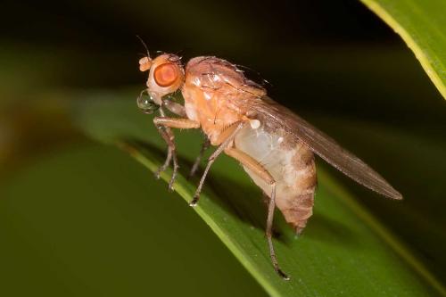Suillia affinis