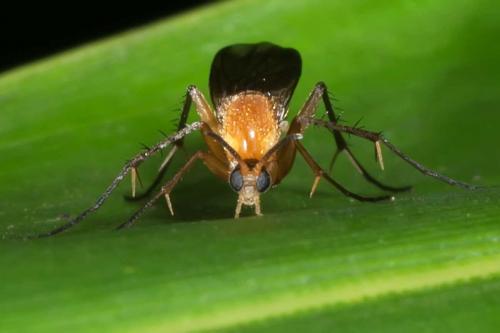 Leia fascipennis