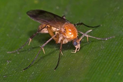 Leia fascipennis