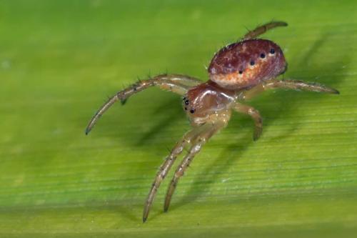 Araniella sp.