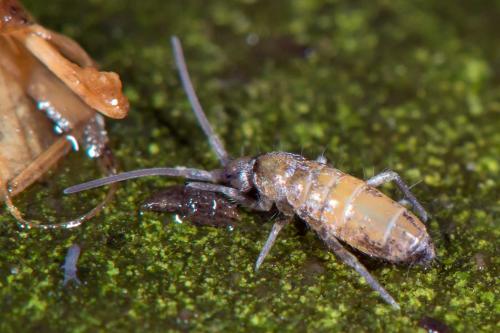 Tomocerus sp.
