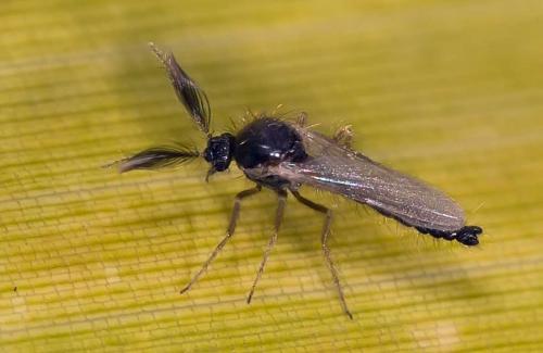 Forcipomyia sp.