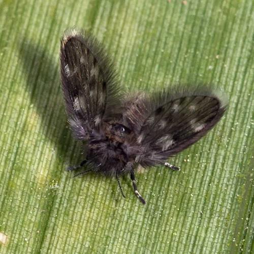 Pneumia sp.