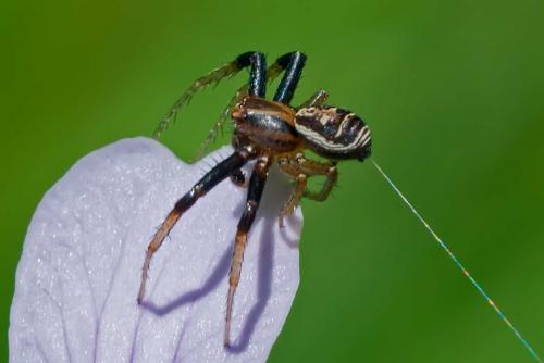 Réf. 133 308 : Xysticus ulmi