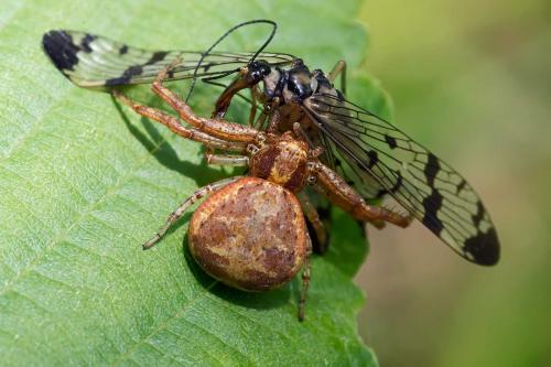 Réf. 133 309 : Xysticus lanio
