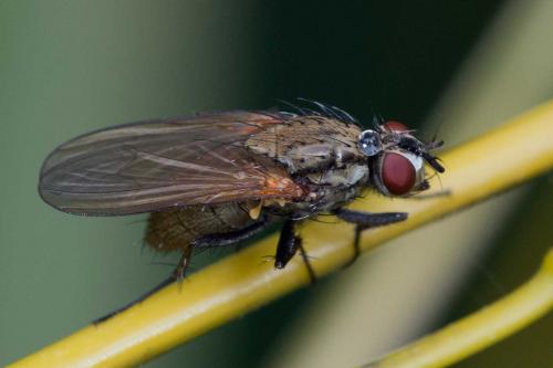 Hydrophoria lancifer