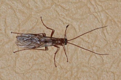 Réf. 133 823 : Ophion obscuratus