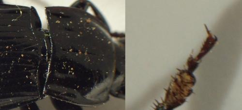 Réf. 133 707 : Abax parallelepipedus