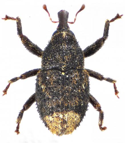 Semnorhynchus vacillatus