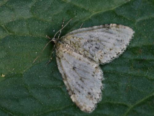 Réf. 133 404 : Acasis viretata