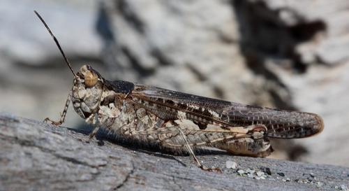 Réf. 133 022 : Acrotylus sp.