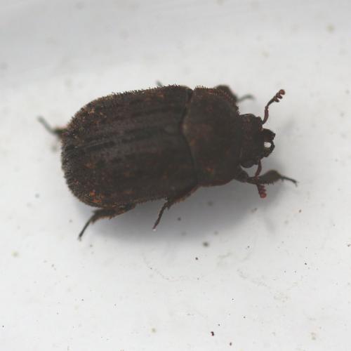 Aesalus scarabaeoides