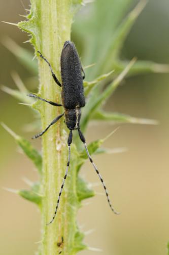 Réf. 133 888 : Agapanthia villosoviridescens