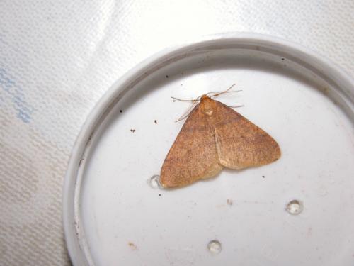 Réf. 133 080 : Agriopis aurantiaria