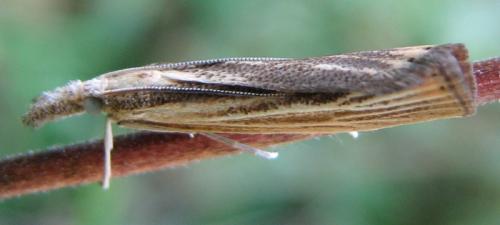 Agriphila straminella