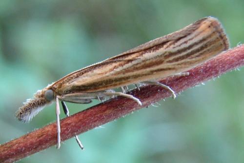 Réf. 133 867 : Agriphila straminella