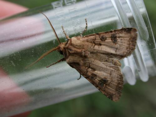 Agrotis clavis