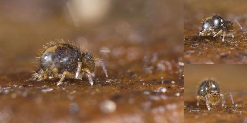 Allacma fusca