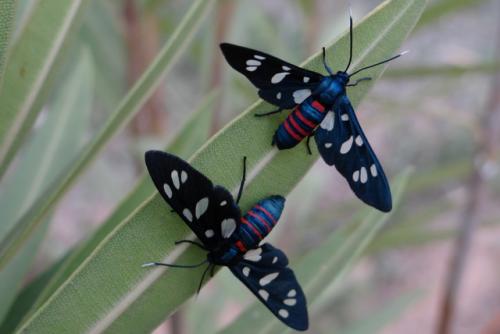 Amata mogadorensis