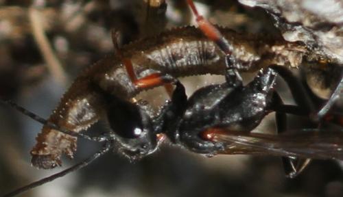Réf. 133 087 : Ammophila heydeni