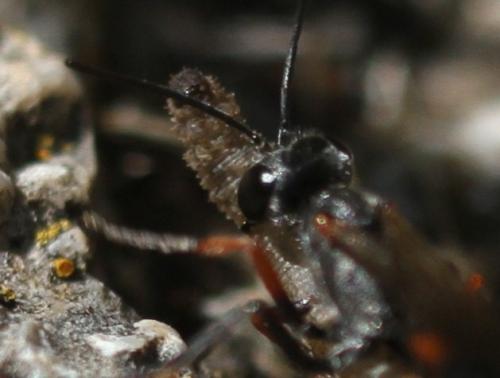 Réf. 133 088 : Ammophila heydeni