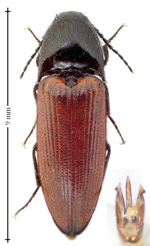 Réf. 133 618 : Ampedus pomorum