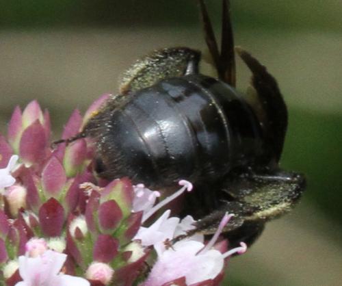 Réf. 133 525 : Andrena morio