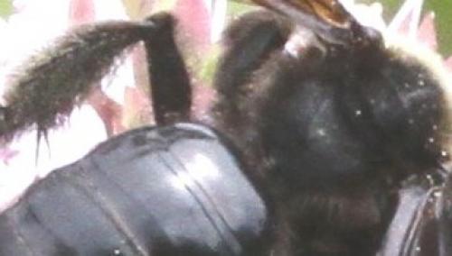 Andrena morio