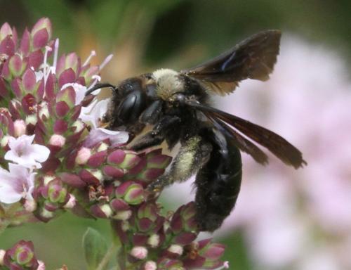 Réf. 133 523 : Andrena morio