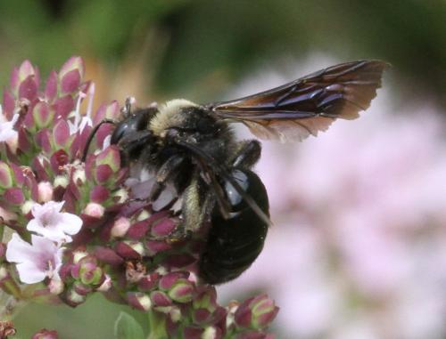 Réf. 133 524 : Andrena morio
